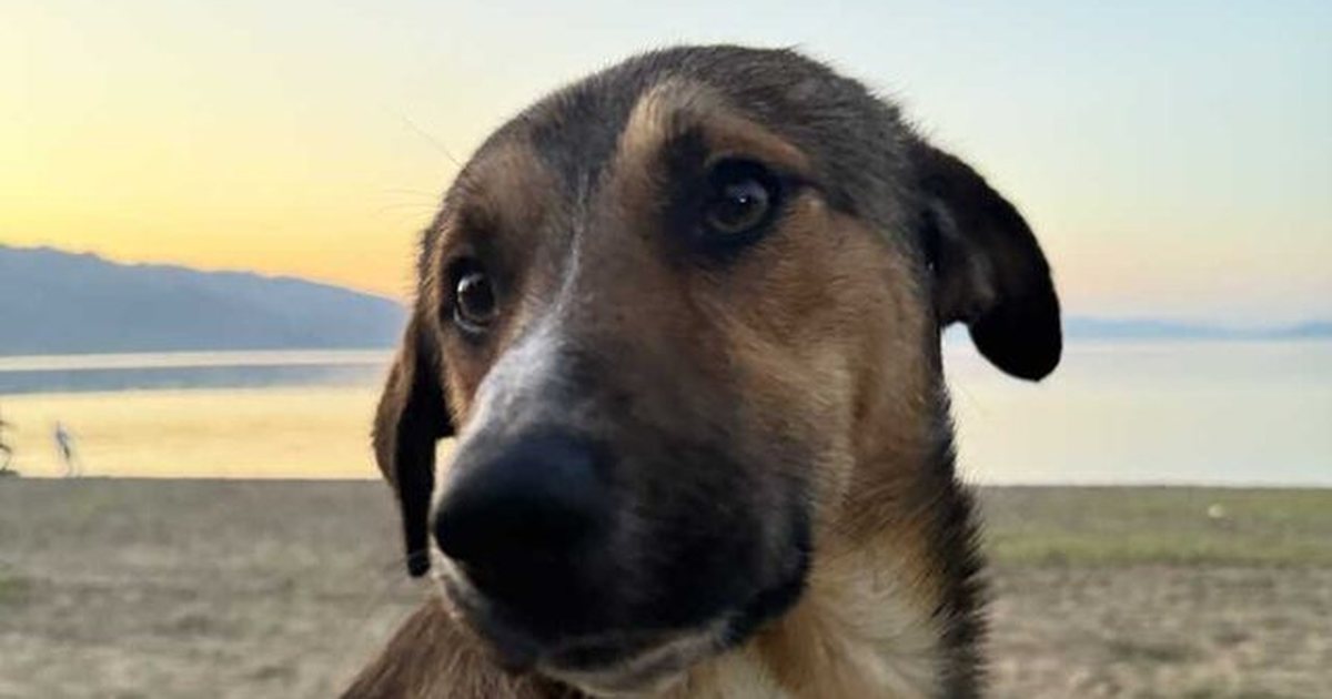 Shqiptarja nga SHBA hap GoFundMe për një qen endacak  kërkon të marr me vete kafshën e abuzuar në Shqipëri