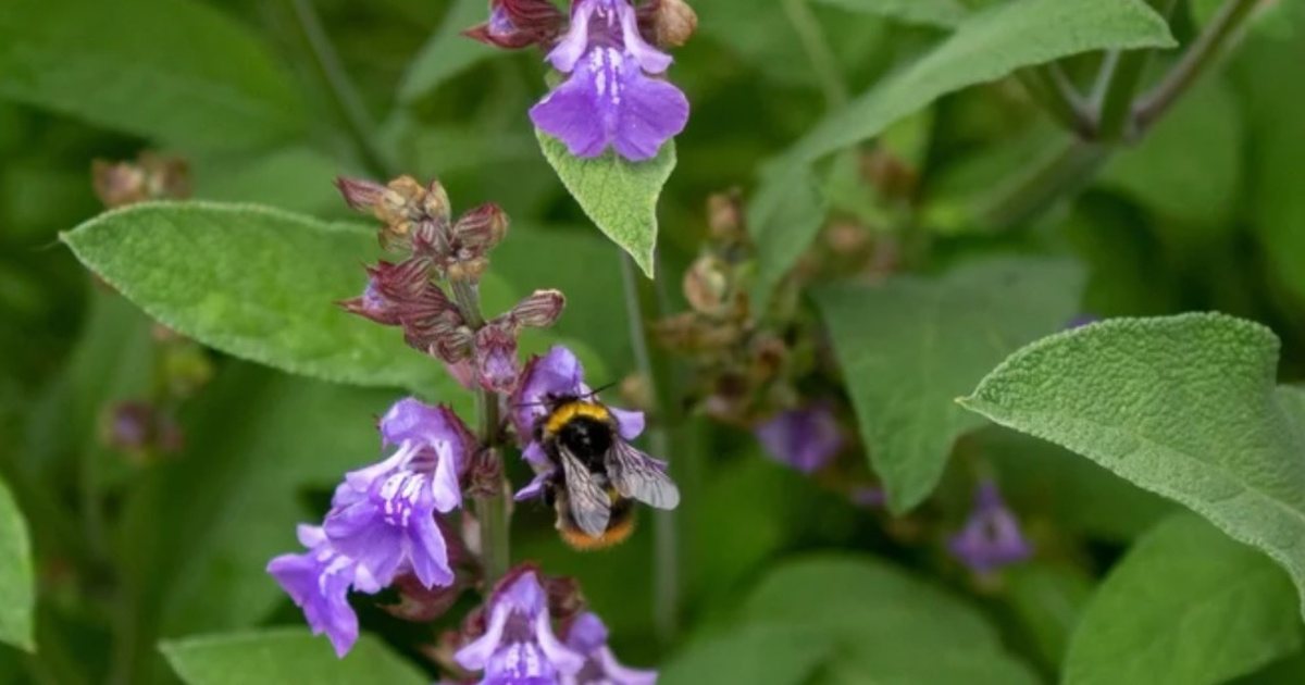 Antibiotiku i fuqishëm i natyrës  S ka sëmundje që një gjethe e kësaj bime nuk mund ta shërojë