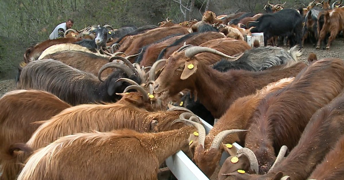 Misri serb kancerogjen  AKU bllokon 25 tonë ushqim për kafshët që importoheshin nga Beogradi