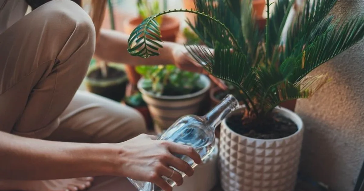 Çfarë ndodh nëse i ujitni bimët me qumësht apo ujë me sheqer  Truku viral që po qarkullon në rrjete   ja e vërteta 