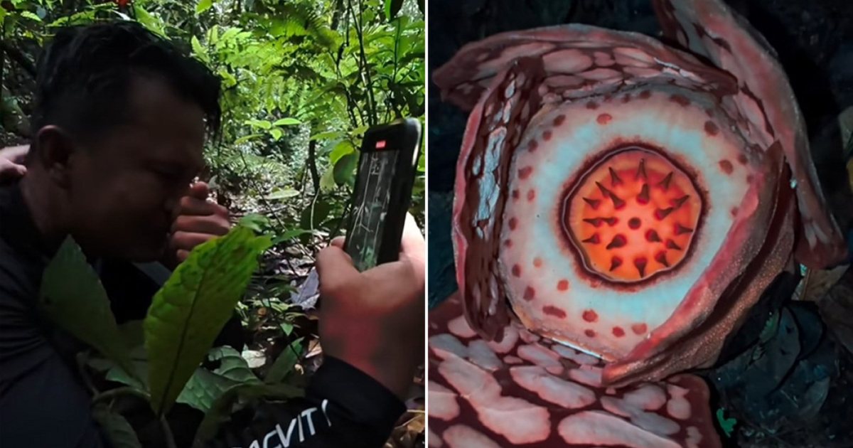 Një shkencëtar zbulon një nga bimët më të rralla në botë në Sumatra që  e bëri të qante