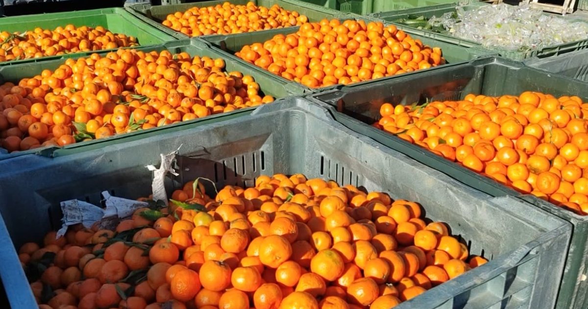 Kriza e mandarinave në Konispol  prodhuesit dhe grumbulluesit  Malli na mbetet stok  nuk ka treg