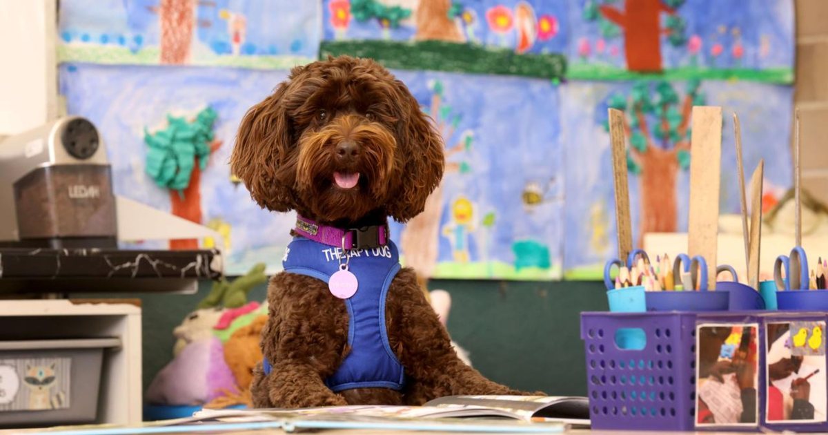 Në këtë shtet qentë po shkojnë në  shkollë  për një arsye shumë thelbësore 