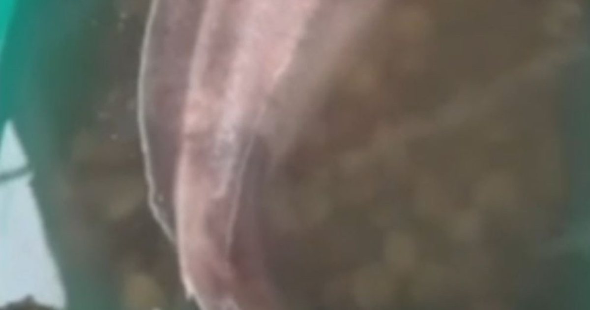 VIDEO  Kapet peshkaqeni  derr  në ujërat e Radhimës