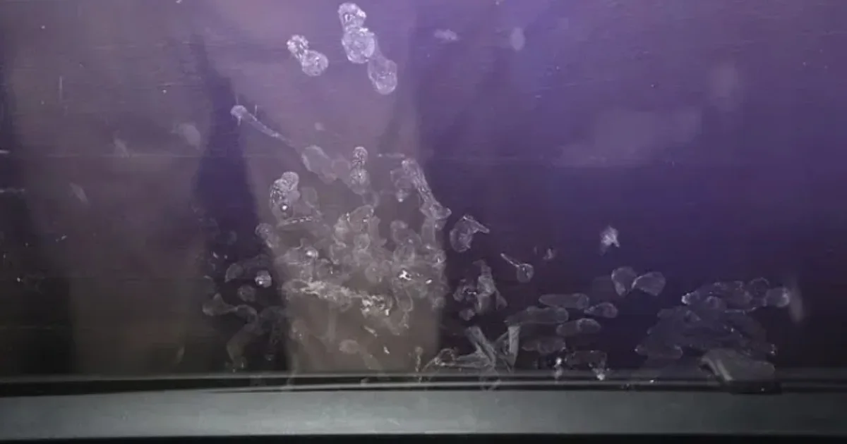 E rëndë  2 vjeçarja humb jetën pasi makina shpërthen në flakë  babai e harroi në mjet