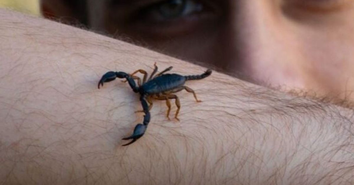 Studimi  Helmi i akrepit mund të përdoret për të trajtuar tumoret e kancerit të gjirit