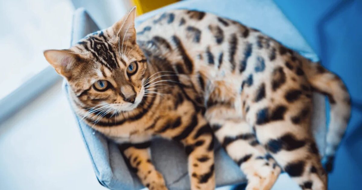 Për njerëzit e dimë  por ka edhe mace MËNGJARASHE   Ja si qëndron e vërteta   