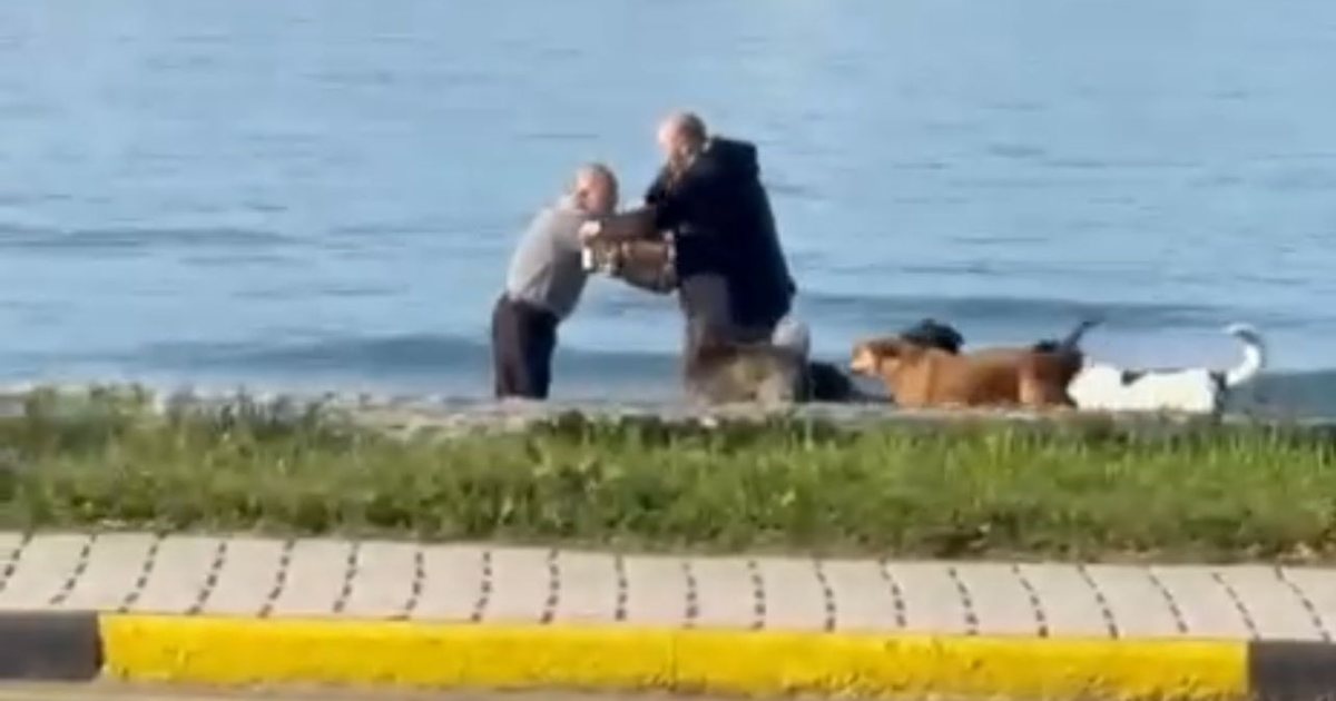 VIDEO  I moshuari në Vlorë sulmohet nga qentë e rrugës  qytetari me probleme shëndetësore   