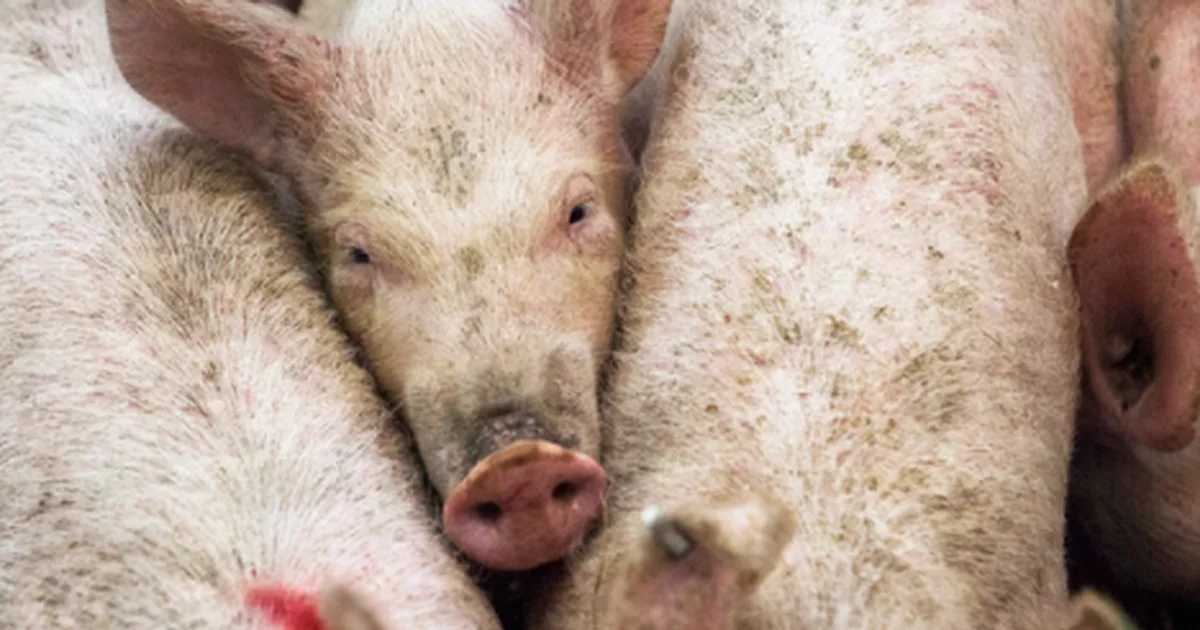 Spanja  pushtohet  nga  ethet e derrave   Mobilizohet ushtria  thuhet se buron nga   