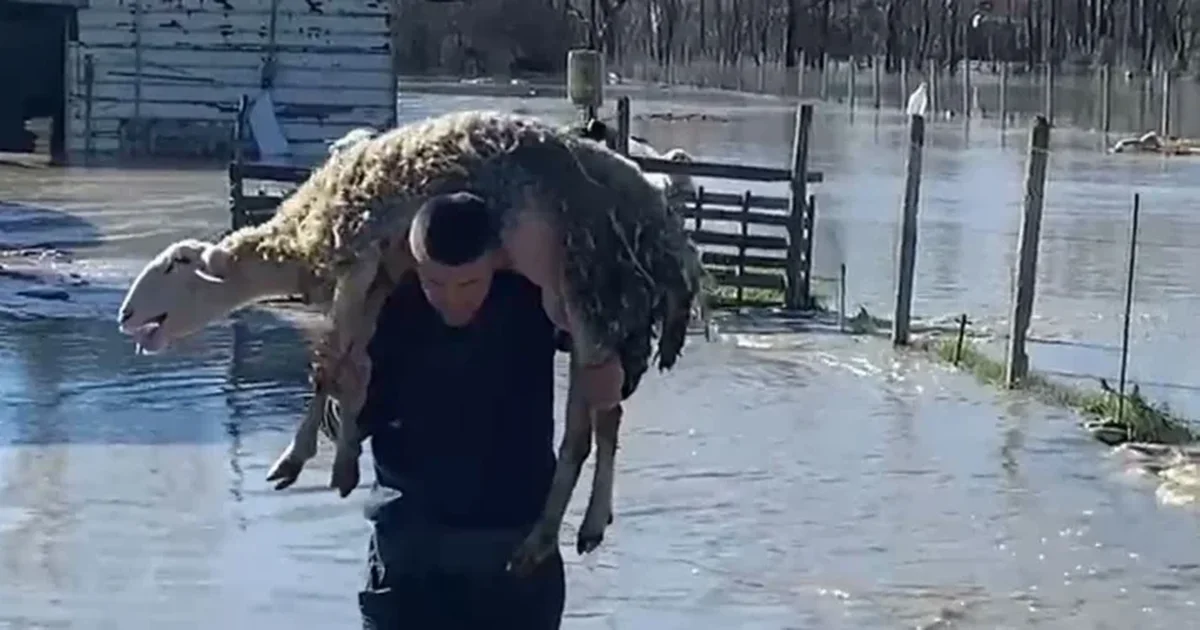  40 qengja m i mori lumi  të tjerët ngordhën   Përmbytjet shkaktojnë dëme të mëdha në Mbrostar  banorët apel shtetit