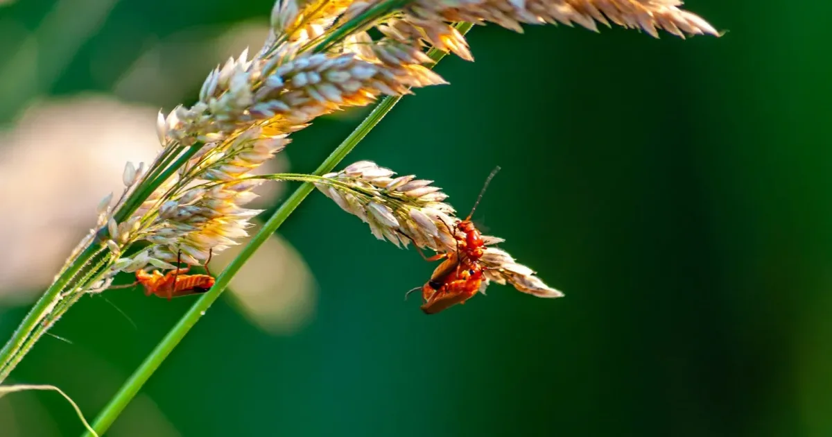 Infografik  Dëmtuesit po përhapen për shkak të krizës klimatike   Humbjet e të korrave