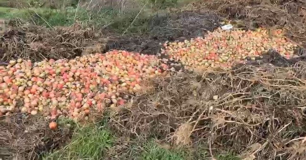  Jam i falimentuar  nëse shteti s më ndihmon   Fermeri flak 30 tonë domate  Ngricat i prishën