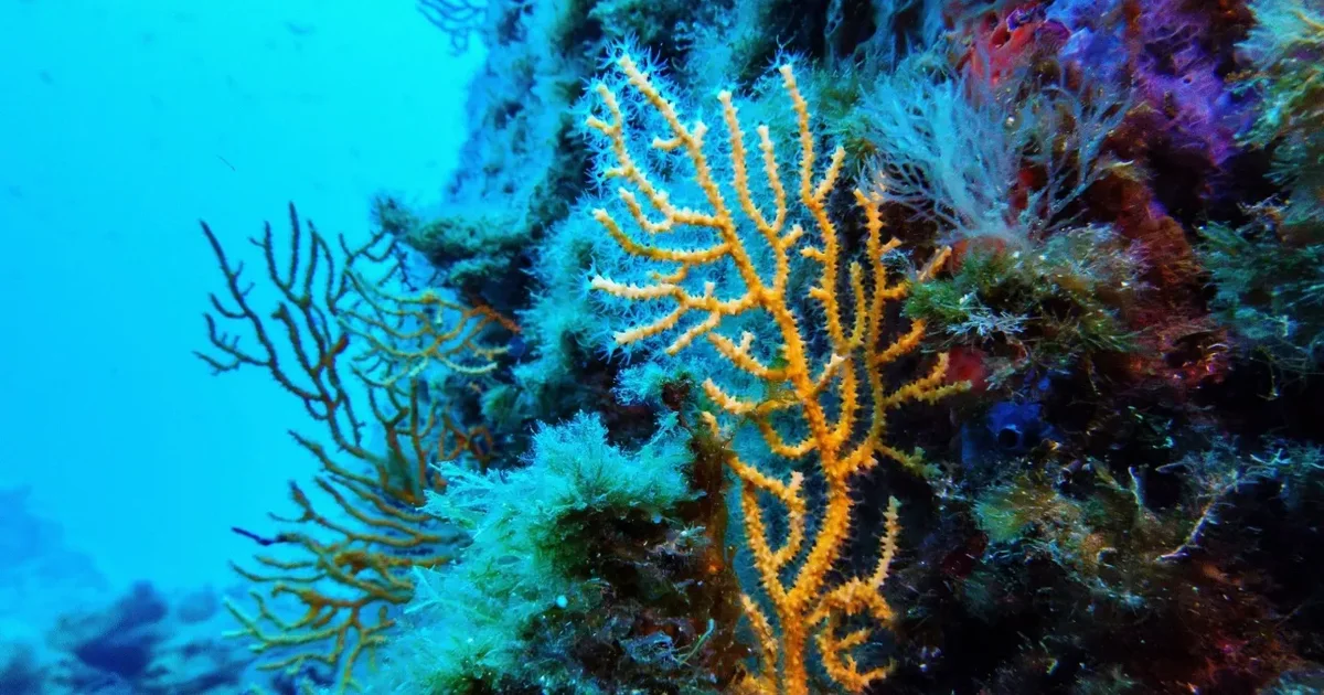 Traktati i Detit të Hapur është një  moment historik  për mbrojtjen e oqeaneve