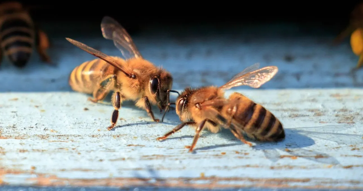 Bletët mund të mbajnë sekretin e komunikimit me alienët