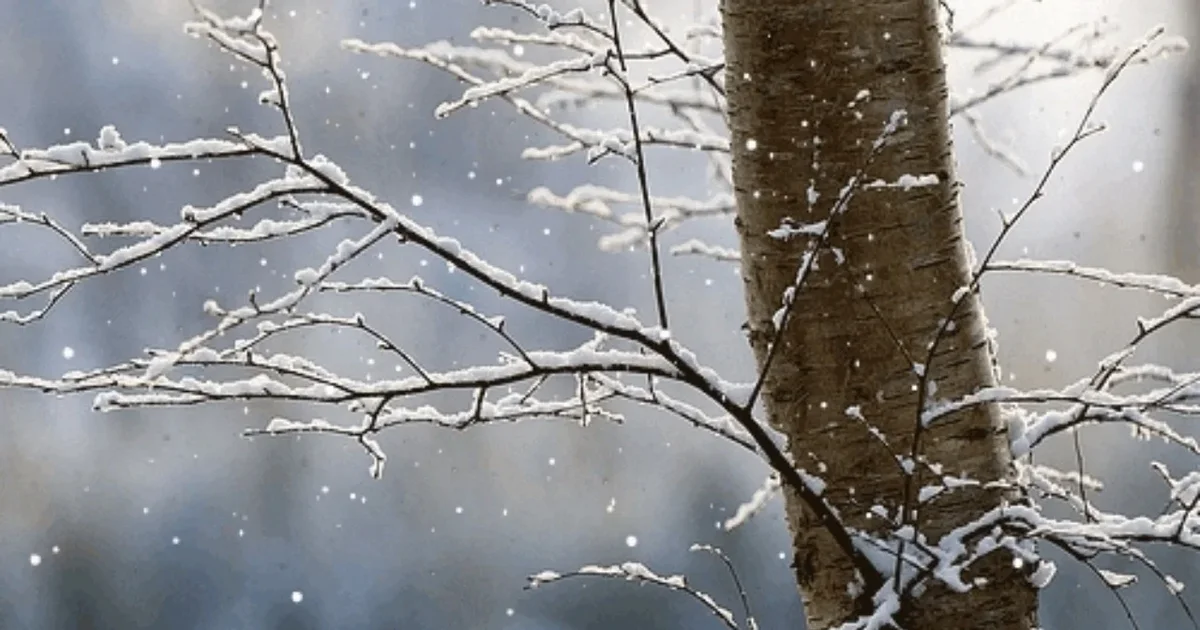 Reshje shiu dhe dëborë në zonat malore  Parashikimi i motit për këtë të martë