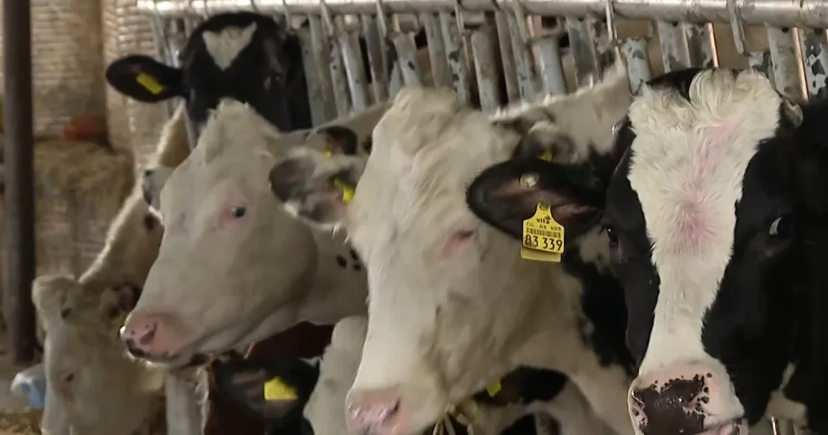 Qumësht me aflatoksinë në treg  blegtorët fajësohen  por misri i kontaminuar hyn lirshëm në vend