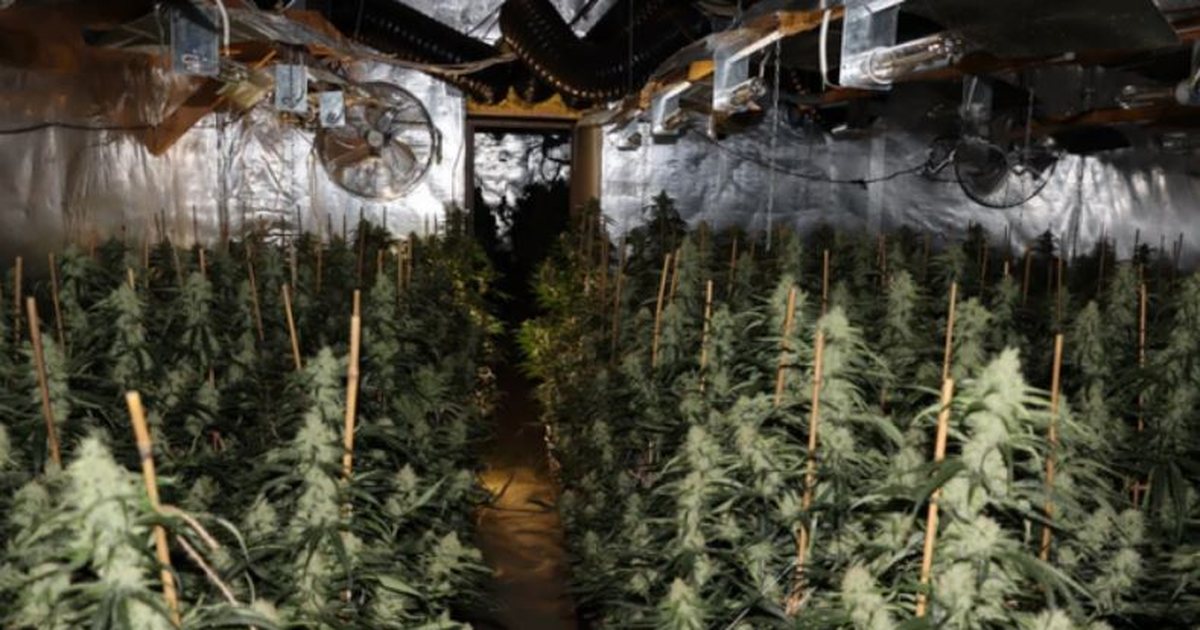 Arrestohen dy shqiptarë në Gjermani për kultivim droge  Sekuestrohen bimët narkotike me vlerë 2 milionë euro