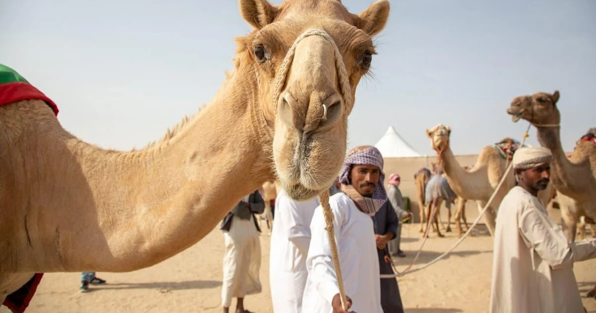 Kur Botox i hoqi devetë nga pasarela në vitin 2021 