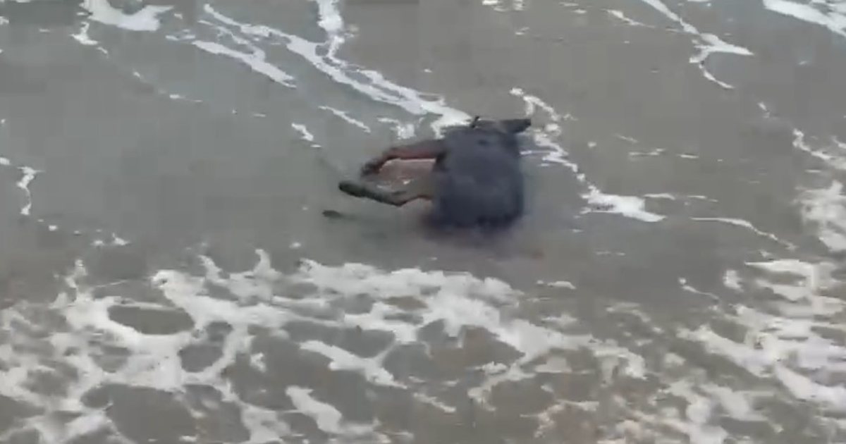 Kush po i vret dhe hedh në det qentë në qarkun e Vlorës 