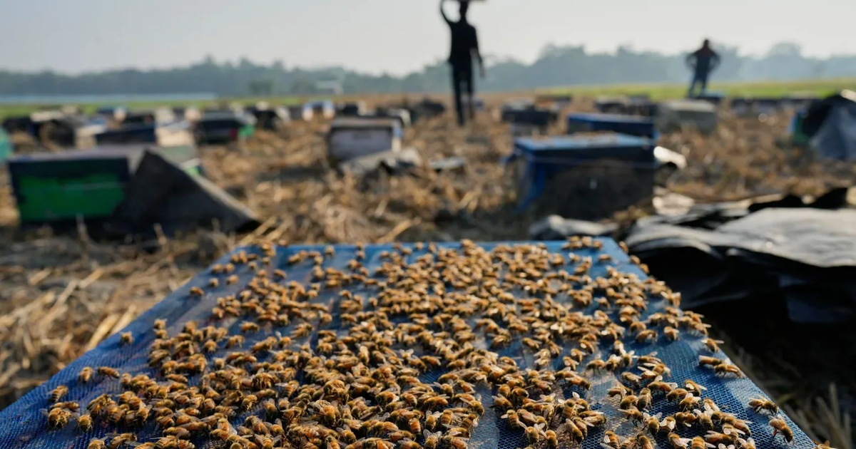 Një moment historik  Bletët  insektet e para në histori që fitojnë të drejta ligjore