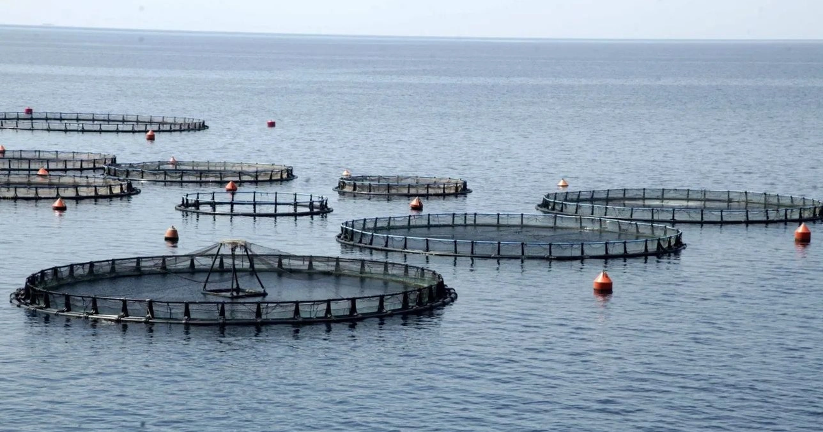 Seria Avramar është shumë afër fundit  Çfarë do të thotë blerja e Avramar Seafood nga Cooke 