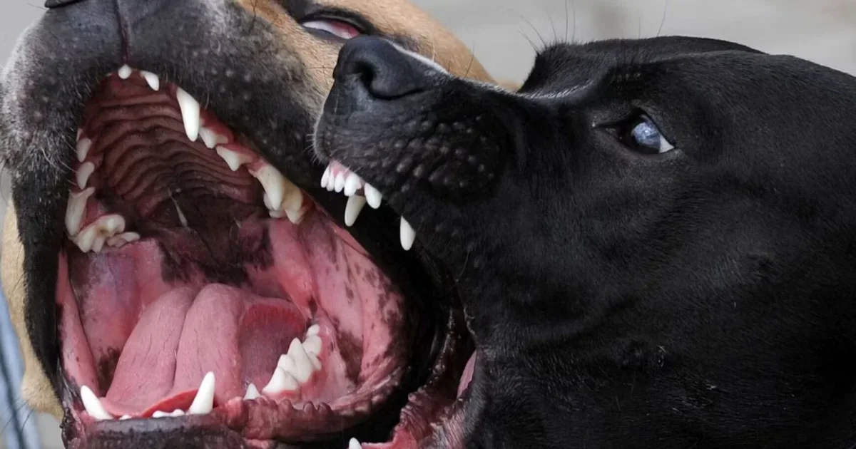 Tragjike  Ndërroi jetë pas një ataku kardiak  trupi i 51 vjeçarit kthehet në  ushqim  për tre qentë e tij