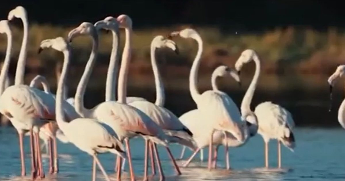 Flamengot dhurojnë spektakël në lagunën Divjakë   Karavasta  Rama publikon pamjet mahnitëse