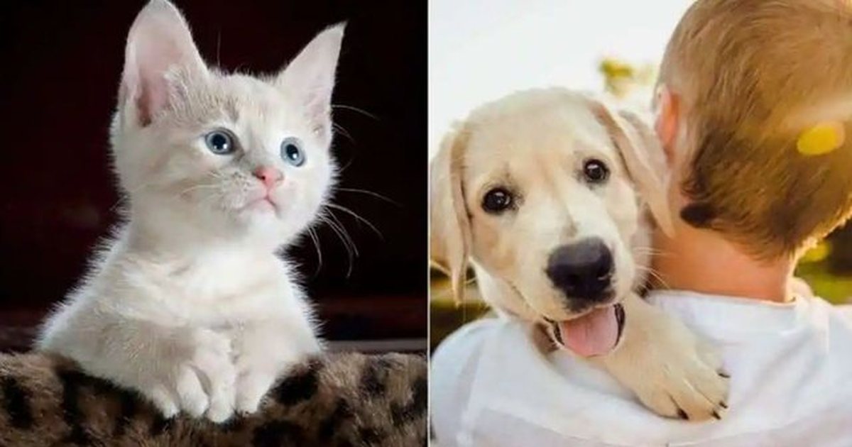 Fëmijët që rriten me kafshë shtëpiake mund të jenë më pak të prirur ndaj alergjive ushqimore