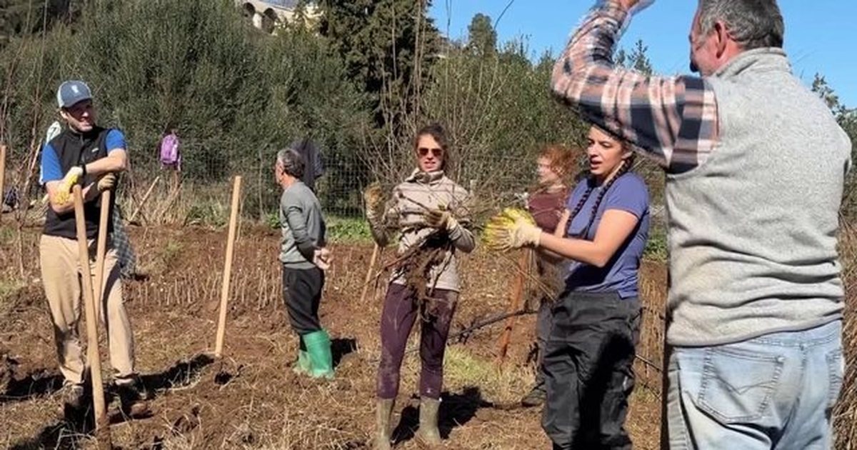 Në mbrojtje të Vjosës  Të rinj nga e gjithë bota në Shqipëri  mbjellin 3 mijë fidanë