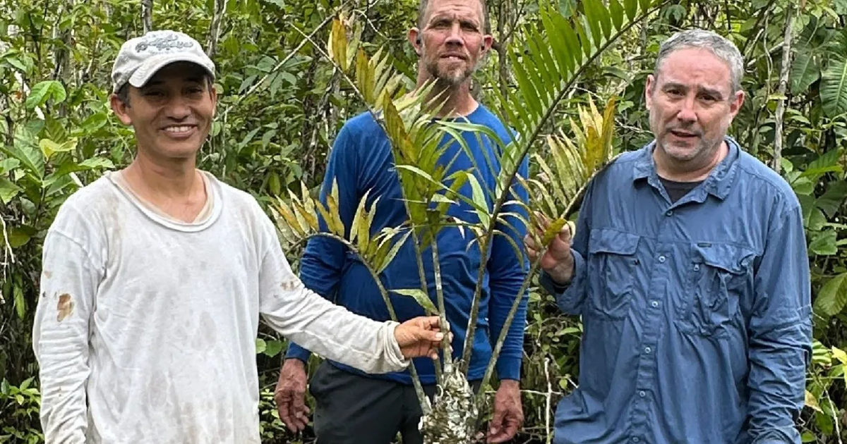 Një bimë që i mbijetoi epokës së dinosaurëve zbulohet në Amazonën peruane
