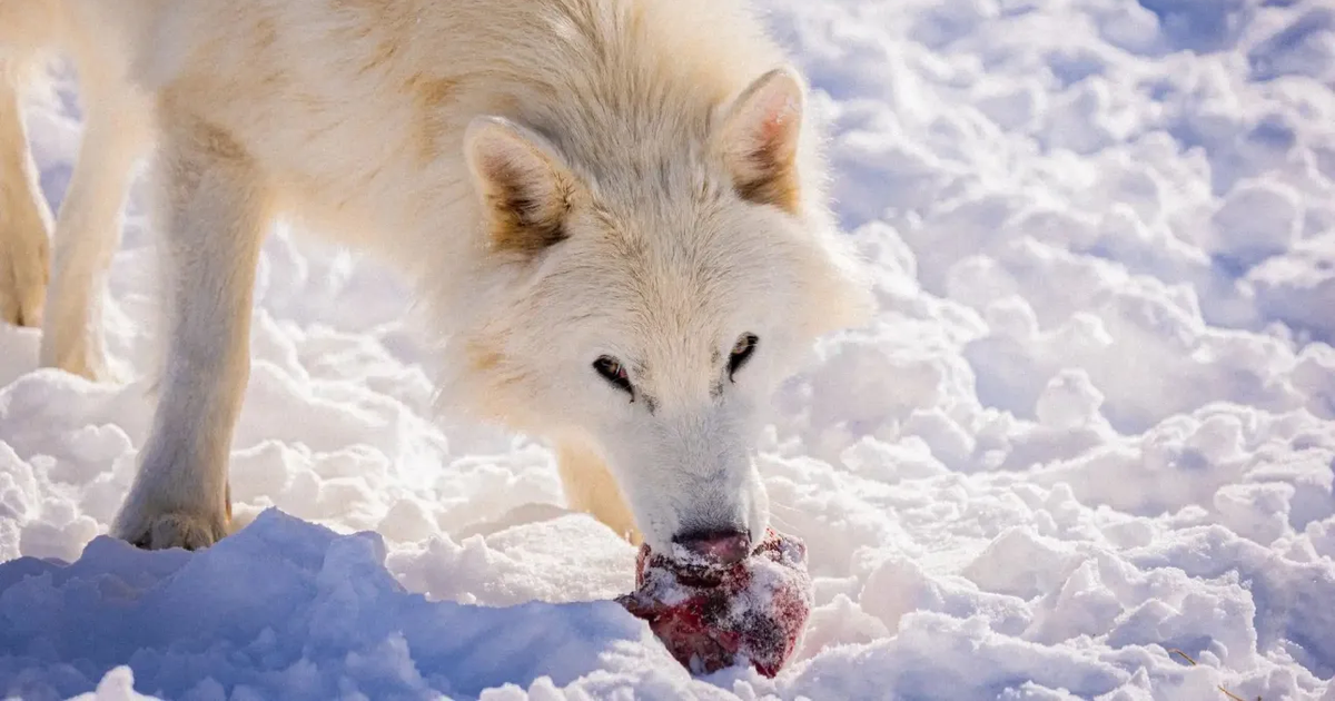 Ujqërit e tmerrshëm të  ringjallur  janë rritur dhe tani gjuajnë në tufa