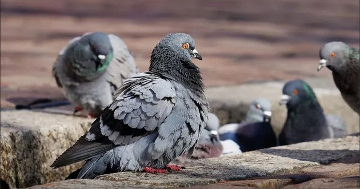 Kontraceptiv për pëllumbat  Nisma e re e Polonisë për kontrollin e mbipopullimit