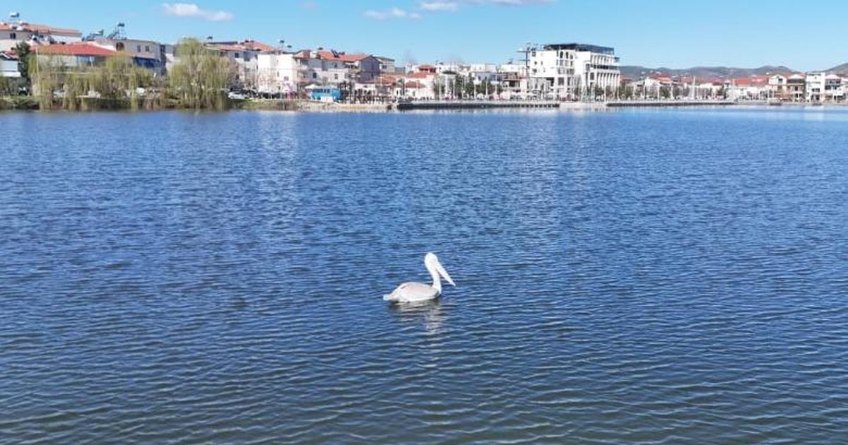 Pamje mbresëlënëse nga Dumreja  pelikani kaçurrel në ujërat e Belshit  FOTO 