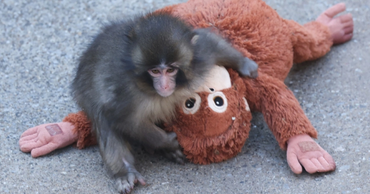 Pse nëna e Baby Punch e refuzoi atë  Kur dhe pse gjitarët braktisin këlyshët e tyre