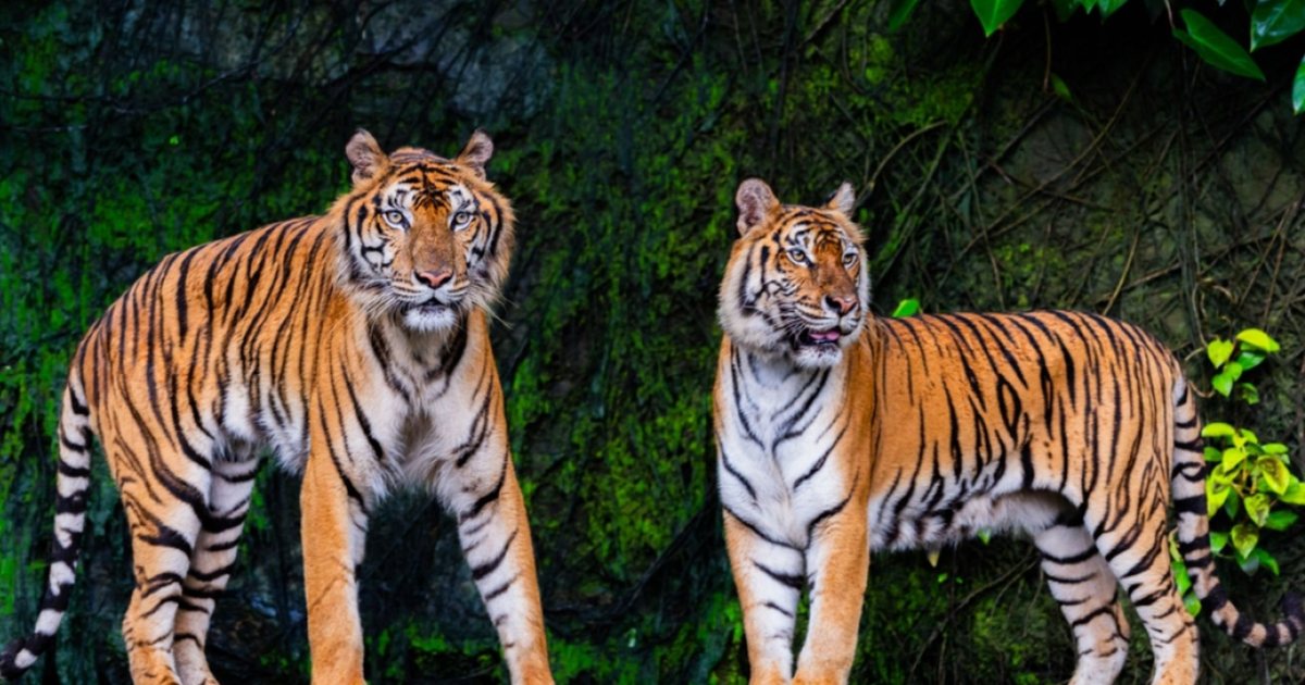 Mbi 70 tigra ngordhën në një park turistik në Tajlandë  ndërsa shkaku po hetohet