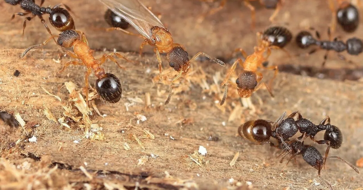 Zbulohet një specie e rrallë milingonash në Japoni  ku të gjithë anëtarët janë  mbretëresha