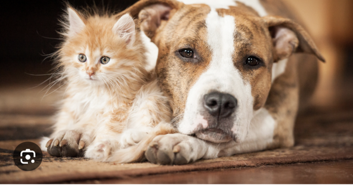 Florida miraton  Dexter s Law   ndalohet adoptimi i kafshëve nga abuzuesit