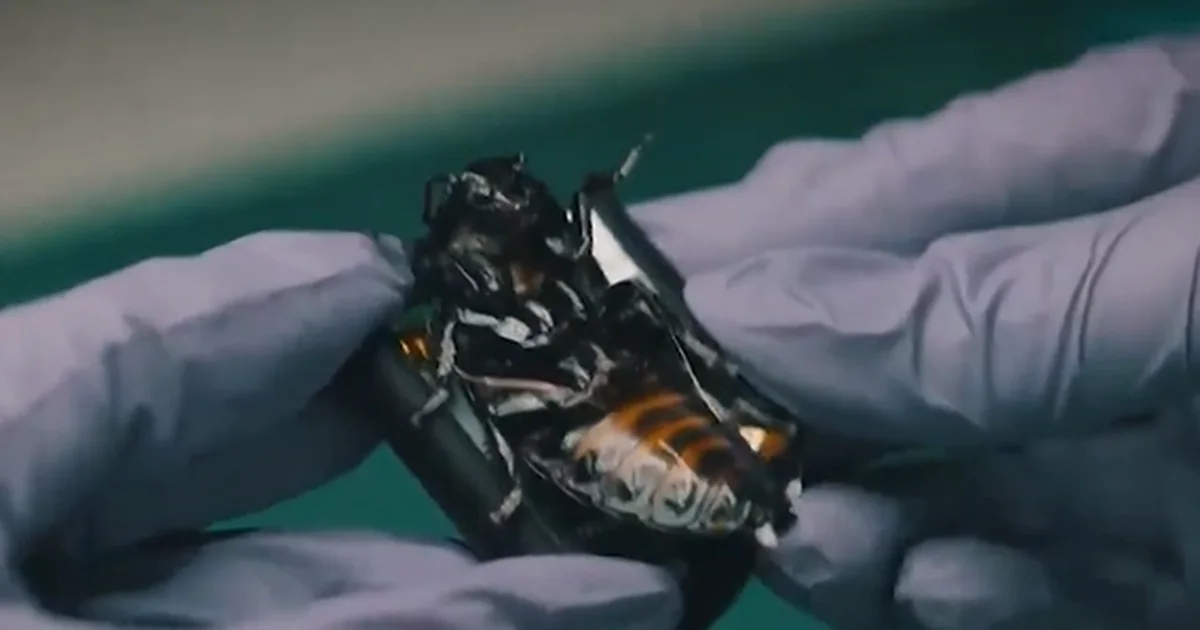 Gjermania prezanton  insektet bionike  për përdorim ushtarak  çfarë janë në gjendje të bëjnë ato