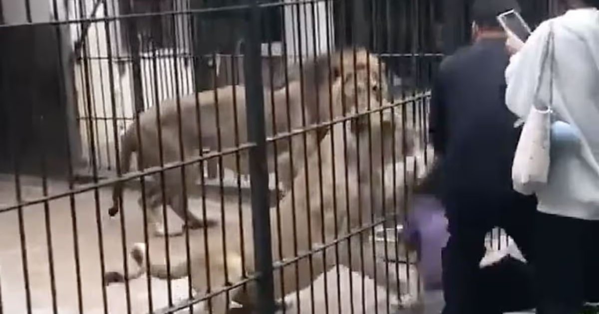 FOTOT TRONDITËSE   Momente të frikshme në kopshtin zoologjik  10 vjeçarja sulmohet nga luanesha