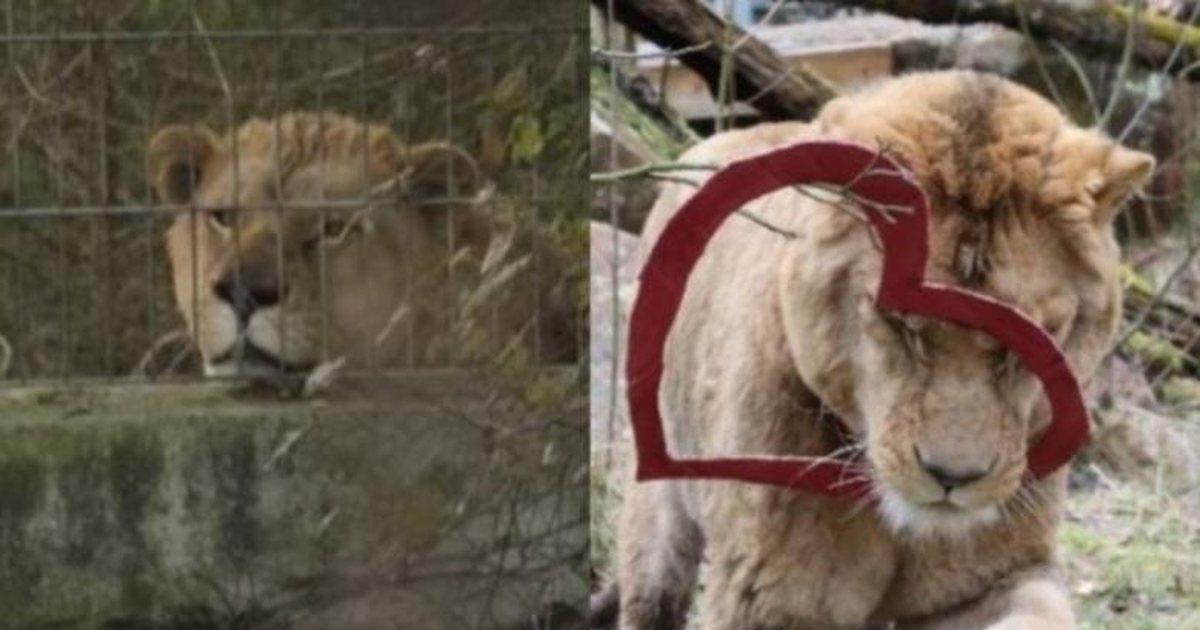 U shpëtua prej  burgut  në veri të Shqipërisë  organizata  FourPaws  publikon FOTOT  si duket sot luani Erion