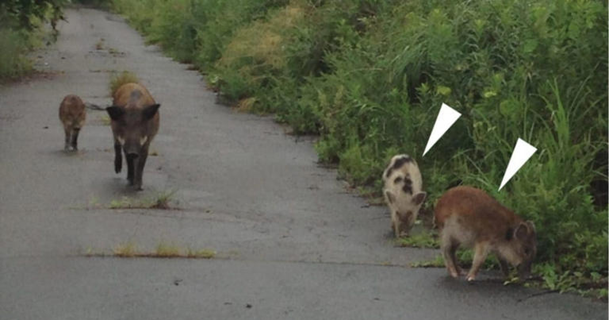  Zbulim i pazakontë në Fukushima  Derrat e egër dhe shtëpiakët krijojnë hibridë në zonën e shpërthimit bërthamor