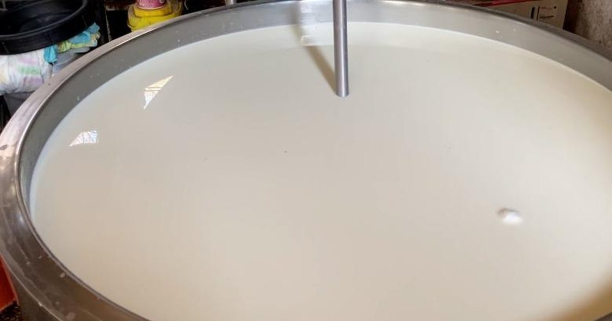 Qumështi me aflatoksinë  fabrikat ndalin grumbullimin në fermat e Fierit  Blegtori shet lopët  Po falimentoj