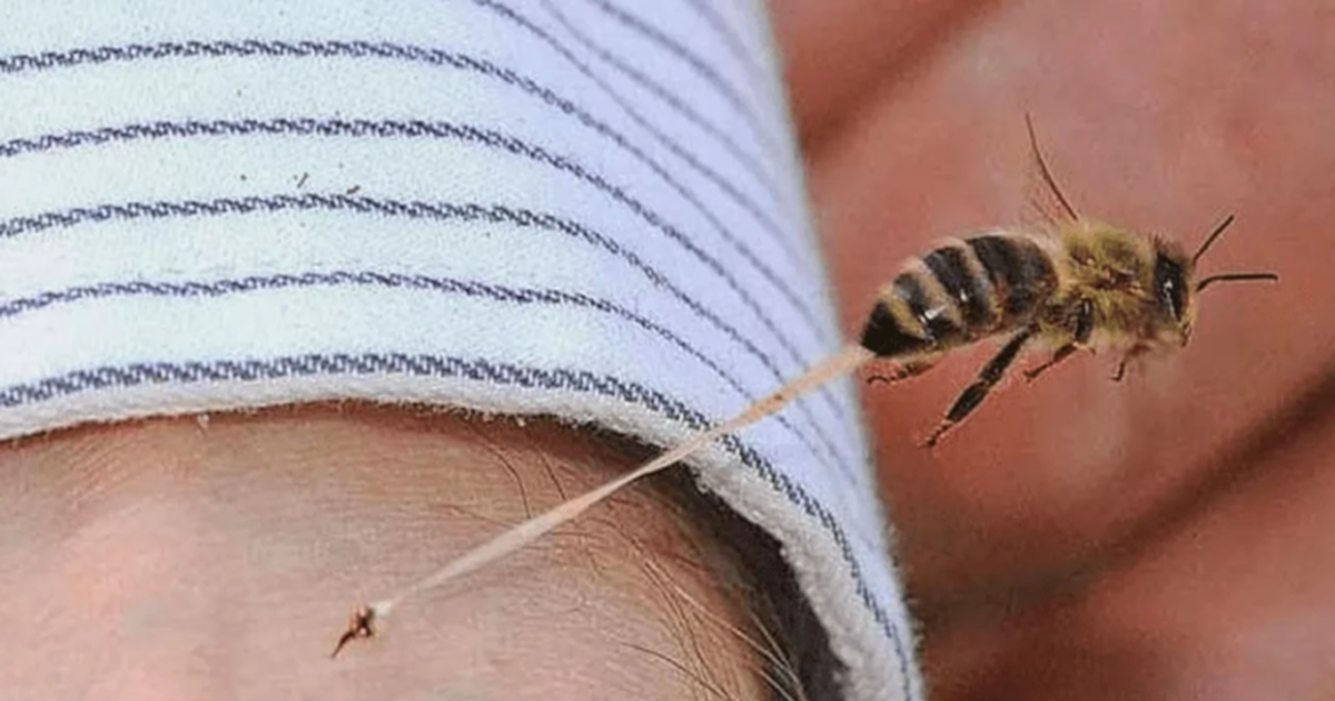EMRI FOTO  U pickua nga bleta  humb jetën alpinisti në Greqi