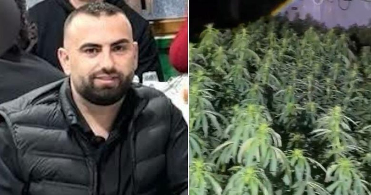 Peqin   Zbulohen 4 mijë rrënjë kanabisi në një banesë  në kërkim drejtori i Burgut të Rrogozhinës  Bilal Hasa