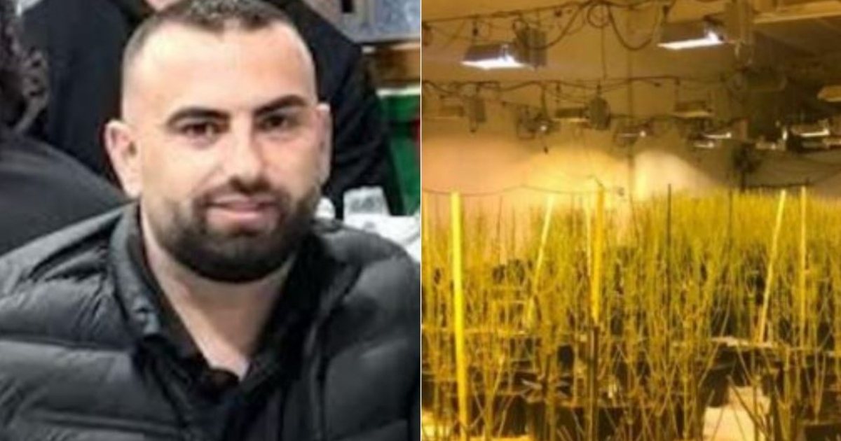 Iu gjetën 4 mijë bimë kanabisi në banesë  vetëdorëzohet në polici Drejtori i Burgut të Rrogozhinës 