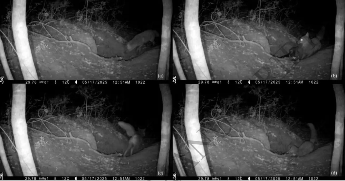 Videoja tregon për herë të parë një dhelpër që gjuan një ujk  dhe jo e kundërta