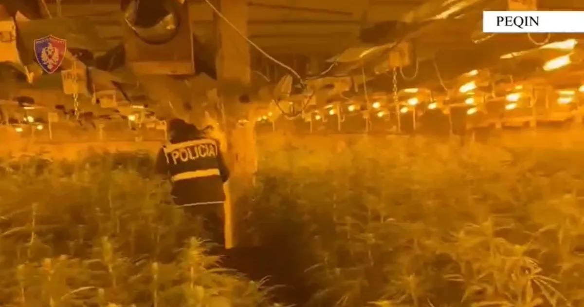 Iu kapën 4 mijë rrënjë kabanis  zbardhet dëshmia e drejtorit të burgut të Rrogozhinës  Është në pronësi të vëllait