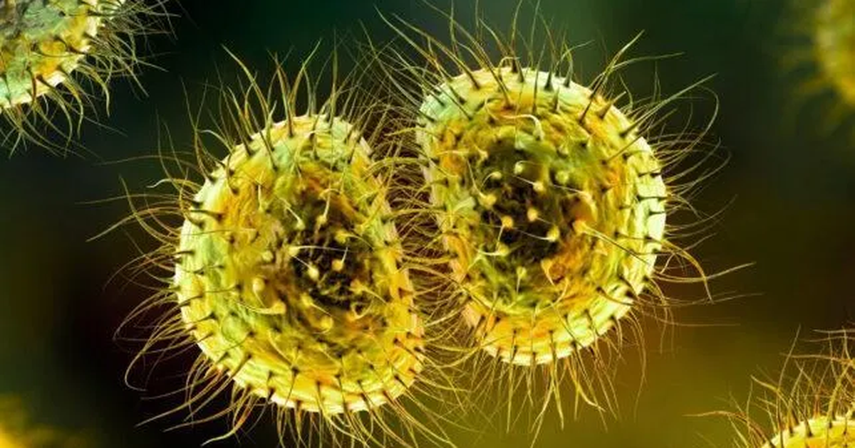 Meningjiti në Universitetin e Kentit  Rreziqet dhe politikat e reja të vaksinimit