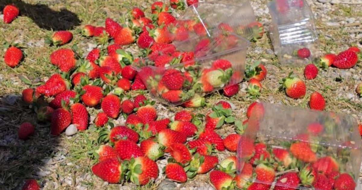 Fermerët derdhin luleshtrydhet në rrugë  Të ndalët abuzimi i grumbulluesve me çmimin  Nëse kanë pesticide  të më varin 