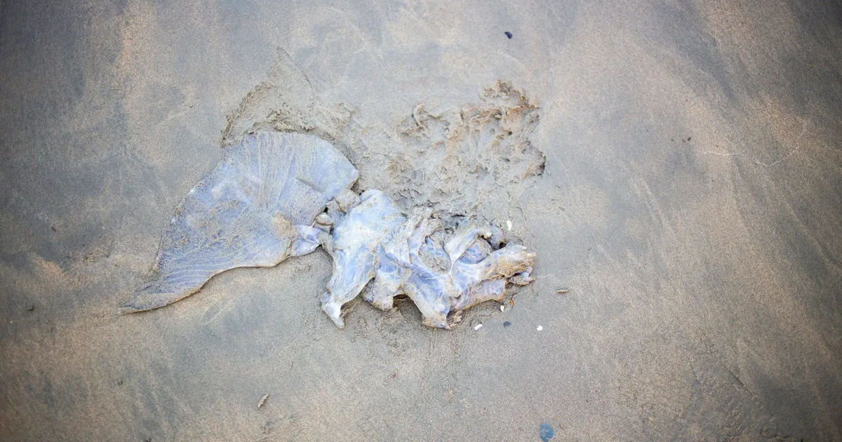 Zbulohet një fosil që tregon duelin fatal midis titanëve në oqean që ndodhi 80 milionë vjet më parë